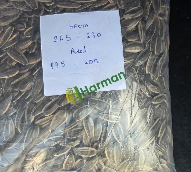 Yeni mahsül ay çekirdeki