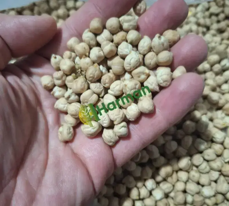 Yeni mahsül Azkan 8 mm nohut