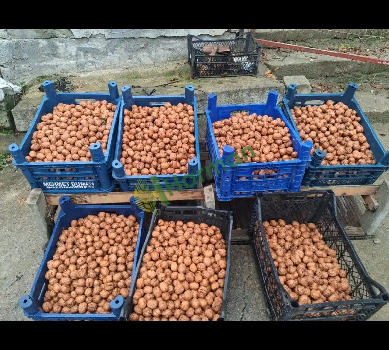 Yeni mahsul cetdner ceviz