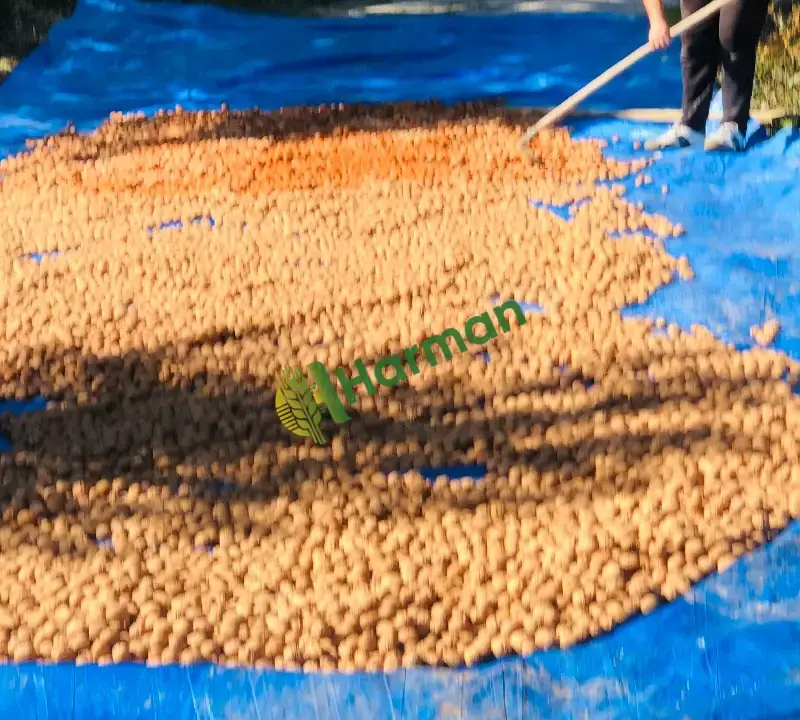 Yeni mahsül ceviz