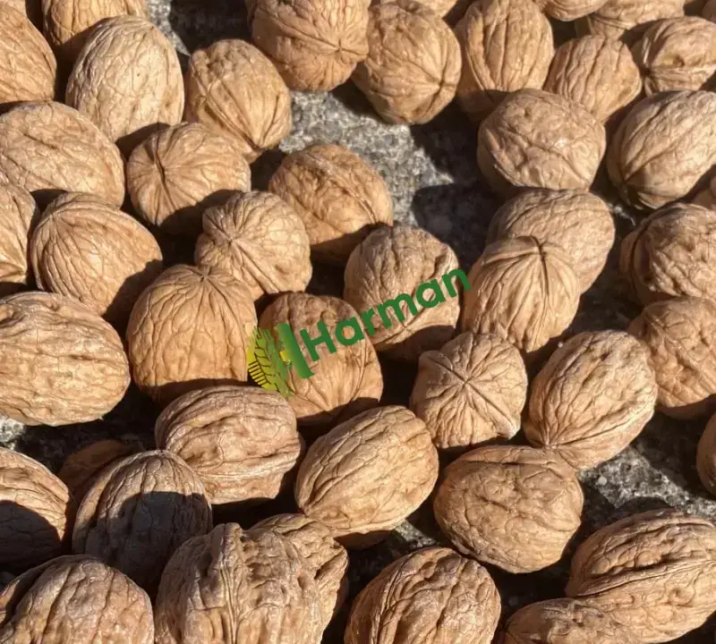 Yeni Mahsul Chendlar Kuru Ceviz - 3