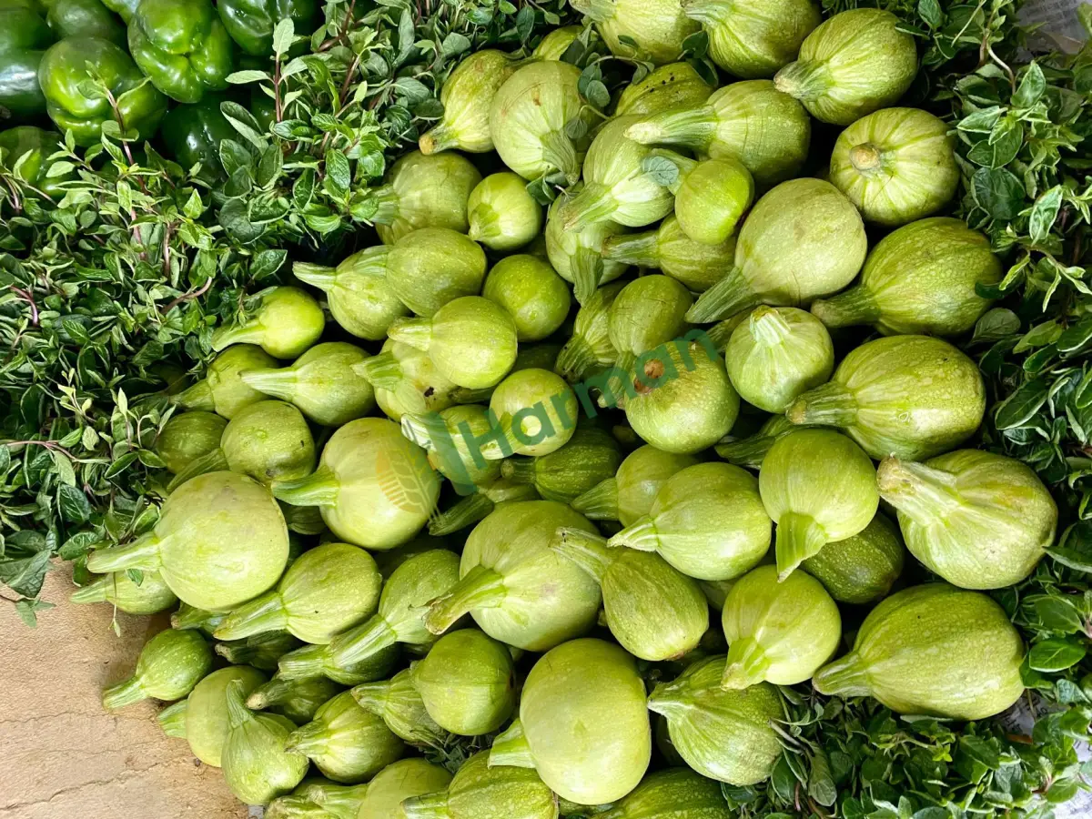 Yeni mahsul dolmalık yerli top kabak satılık -Rize Merkez