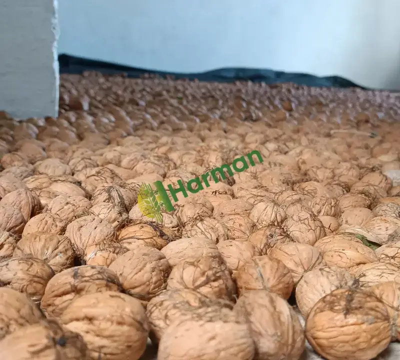 Yeni mahsül fernor ve yerli ceviz
