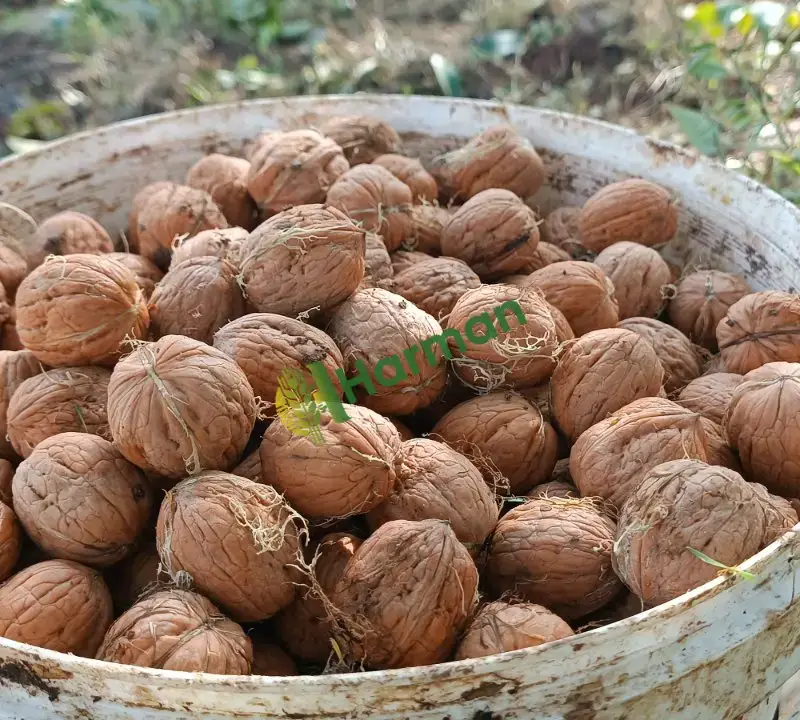 Yeni mahsül fernor ve yerli ceviz