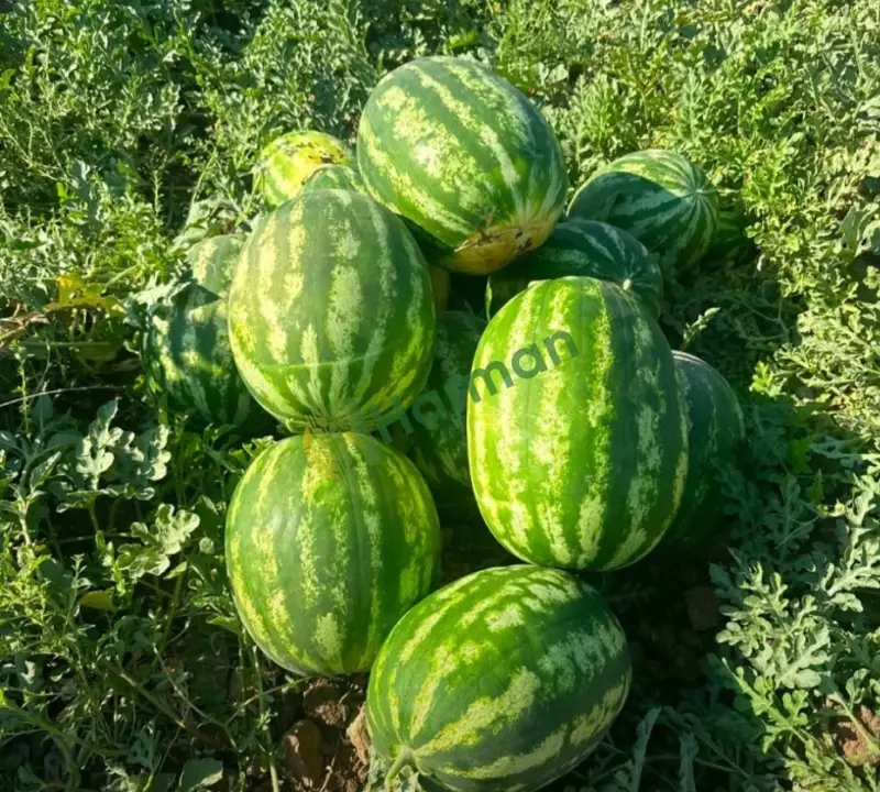 yeni mahsül