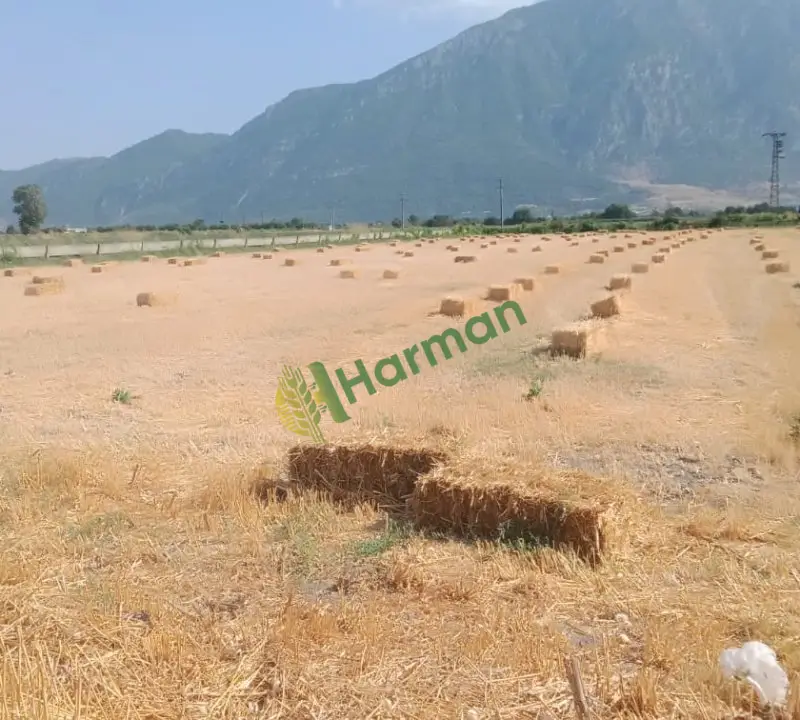 Yeni sezon haşbaylı balya  buğday samani