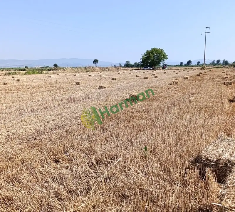 Yeni sezon haşbaylı balya  buğday samani