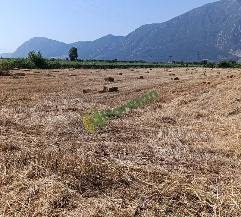 Yeni sezon haşbaylı balya  buğday samani