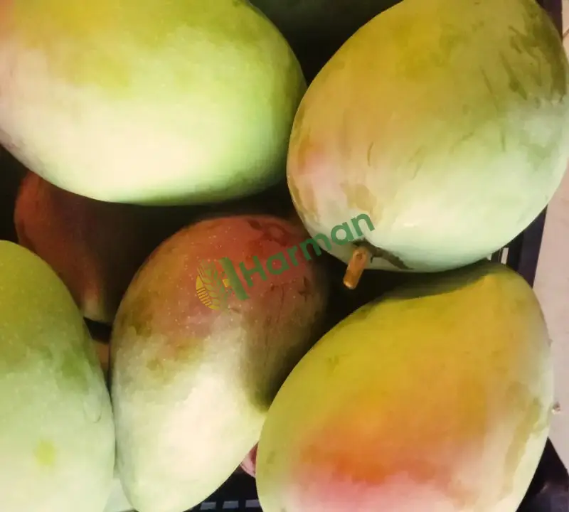 Yerli mango