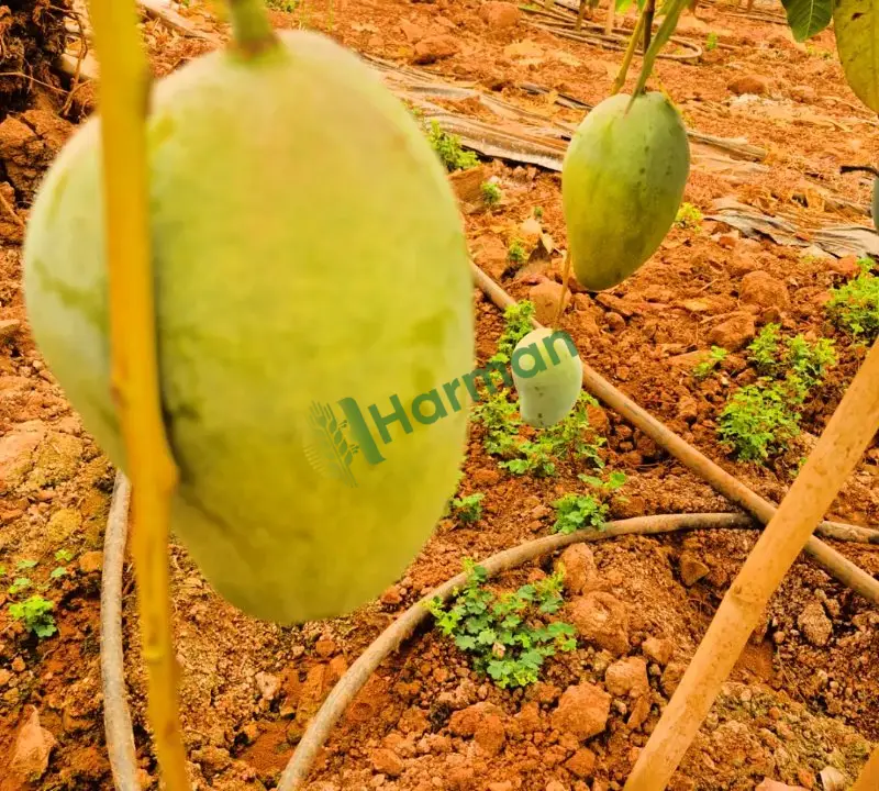 Yerli mango