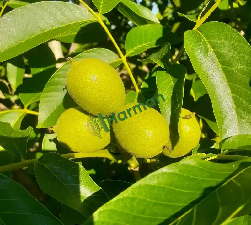 Yerli Üretim / Doğal Kuru Chandler Duble Ceviz (Süper Lüks)