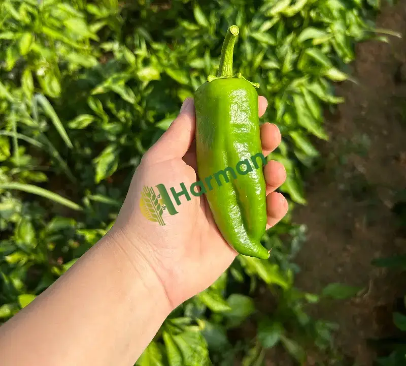 Yeşil biber
