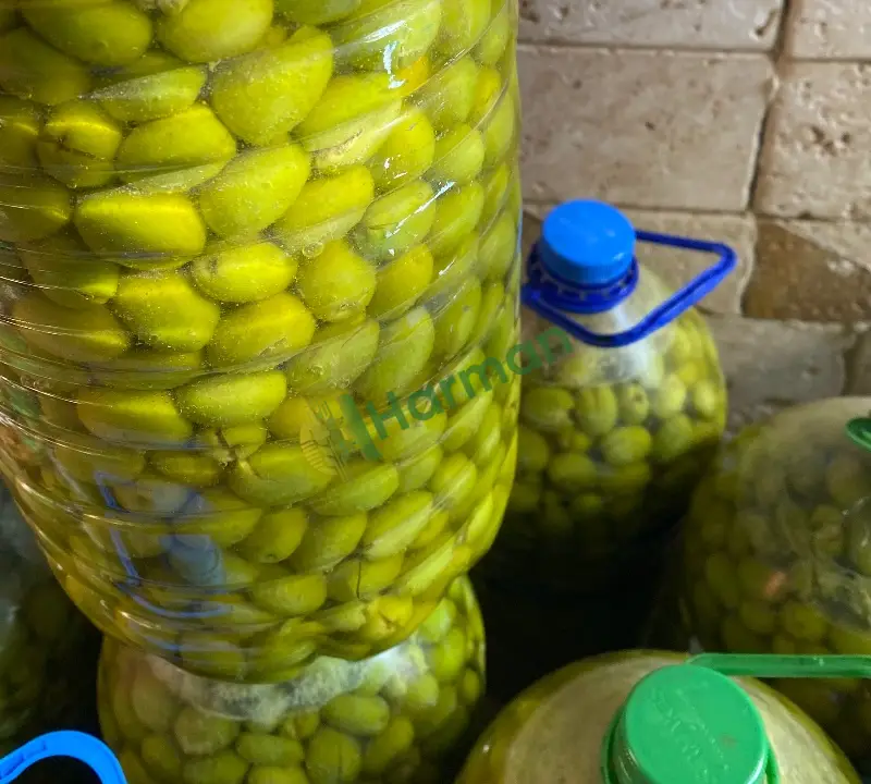 Yeşil Kırma Zeytin