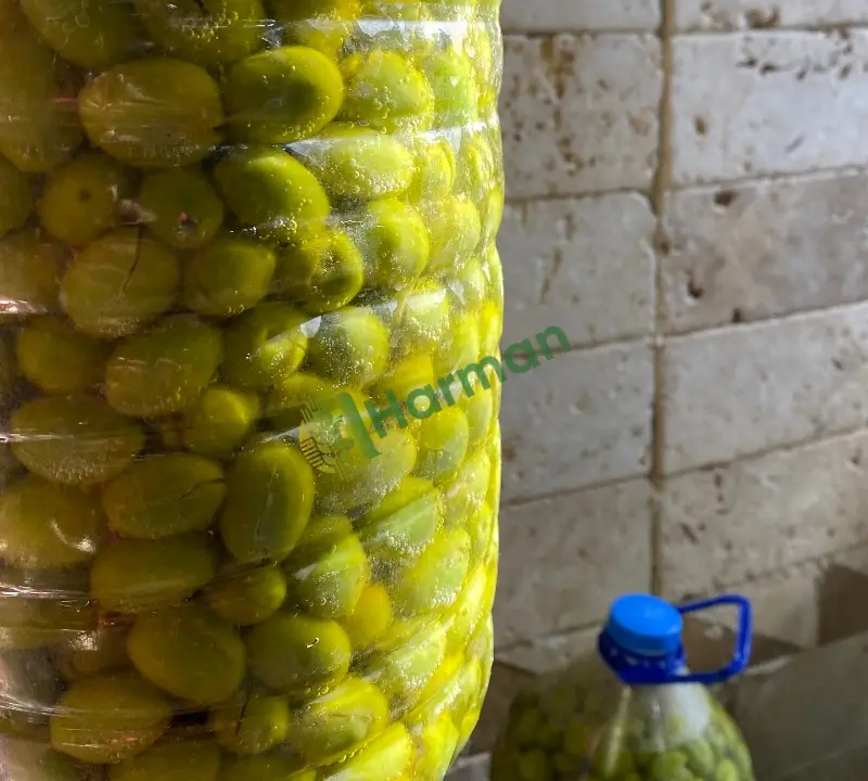 Yeşil Kırma Zeytin