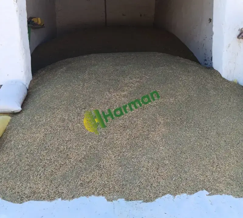 yeşil mercımek bogazlıyan yozgat