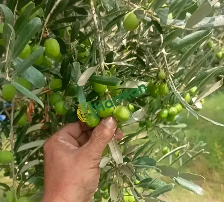 Yesil yaglik zeytin  ve siyah zeytin tonajda limit yok direk tarladan kendi mahsulum
