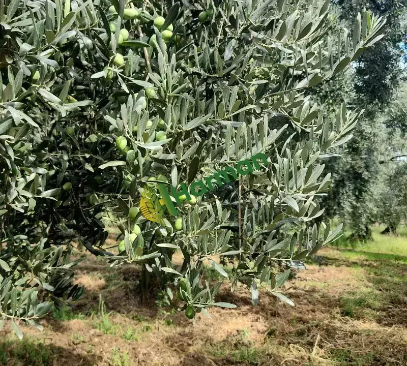 Yesil yaglik zeytin  ve siyah zeytin tonajda limit yok direk tarladan kendi mahsulum