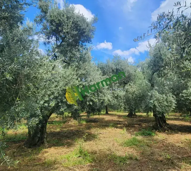 Yesil yaglik zeytin  ve siyah zeytin tonajda limit yok direk tarladan kendi mahsulum