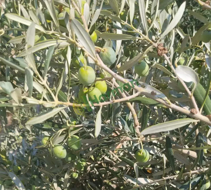 Yeşil Zeytin