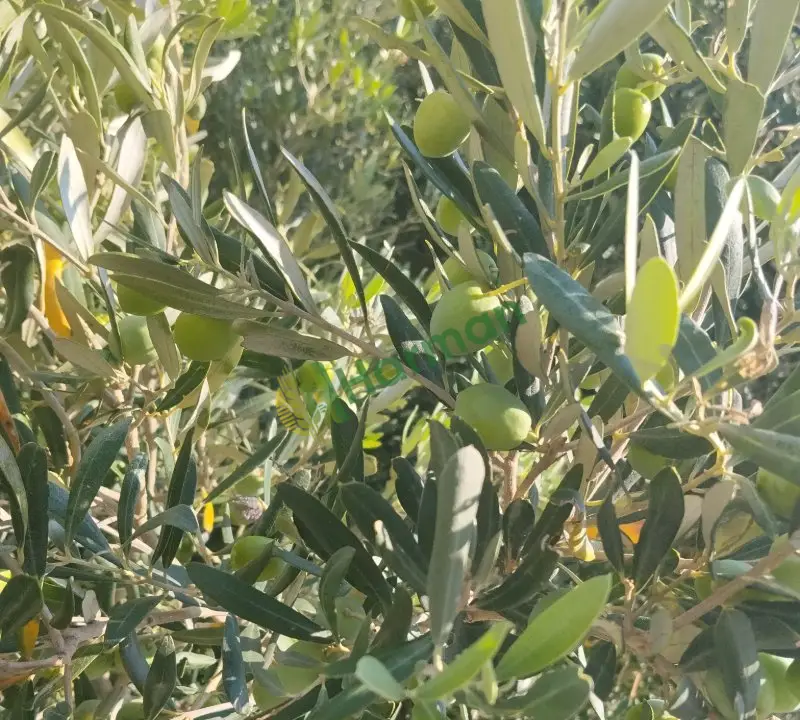Yeşil Zeytin