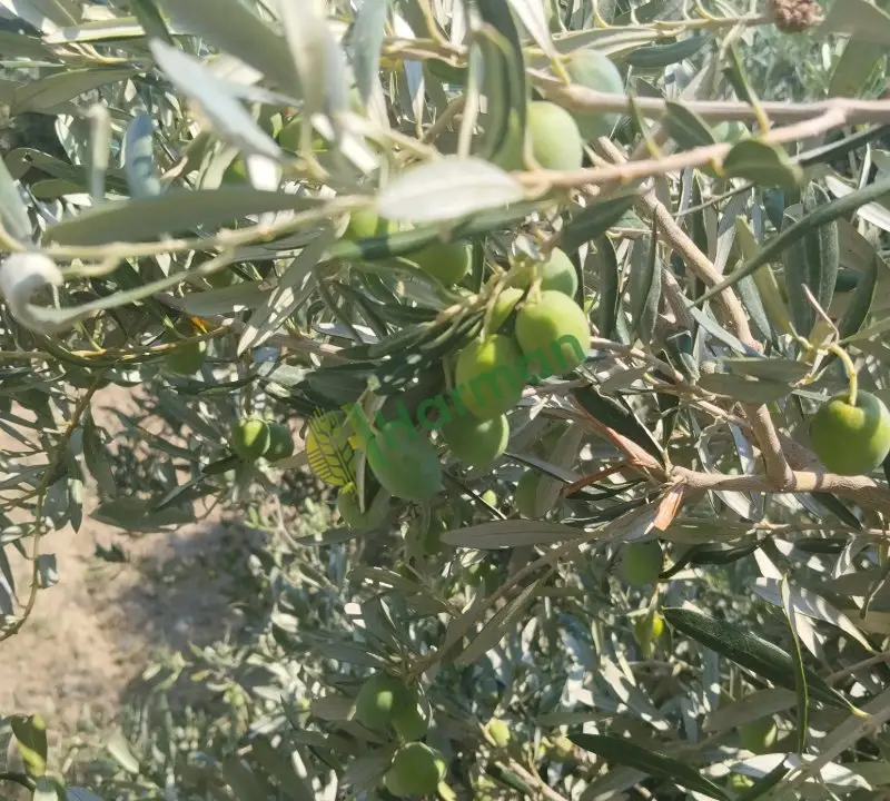 Yeşil Zeytin
