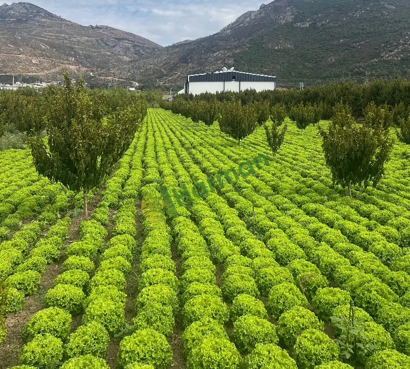 Yetişkin taze marul