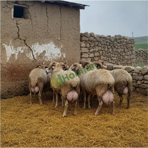 Diyarbakır Çüngüş'te damızlık yoğurt koyunu alınır