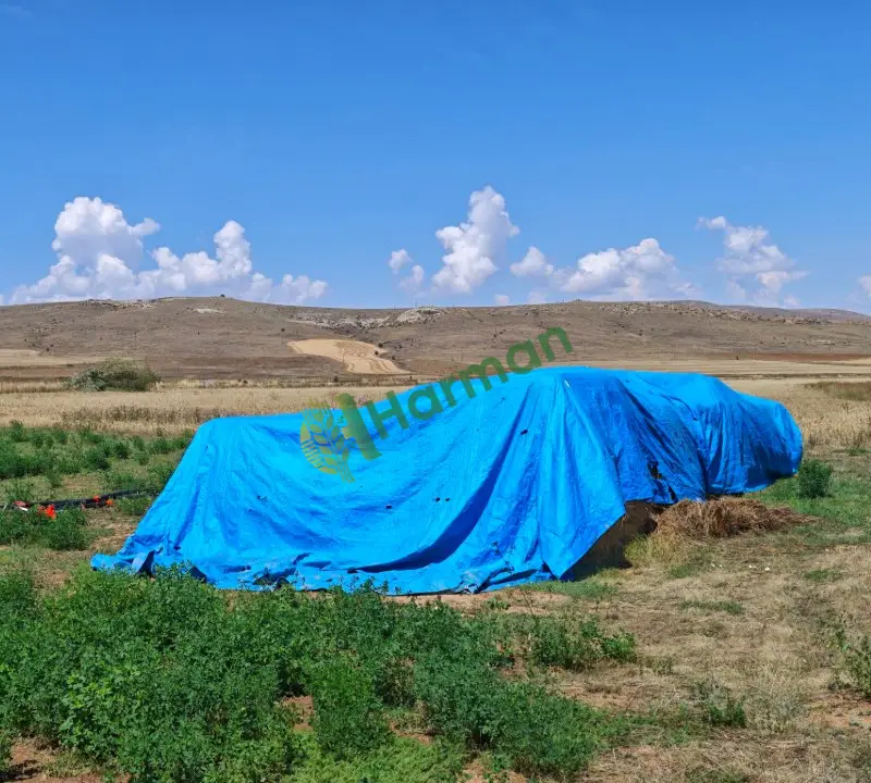 YONCA BALYASI İLK BİÇİM
