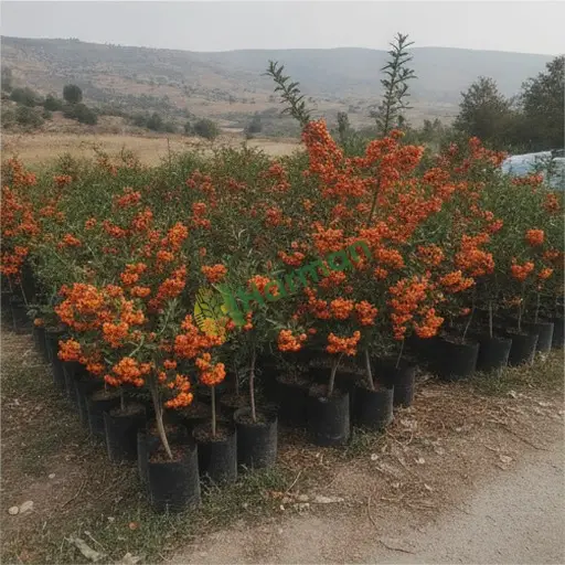 Yozgat Sorgun'da ateş dikeni fidanı satıyorum