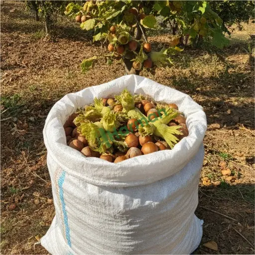 Yozgat Çandır'da fındık satılık