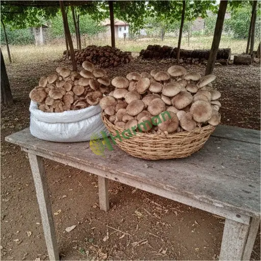 Yozgat Boğazlıyan'da maitake mantarı satıyorum