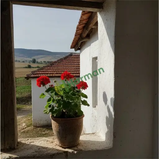 Yozgat Akdağmadeni'nde sardunya alınır