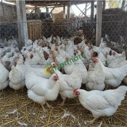 Yozgat Çekerek piliç besi satılık
