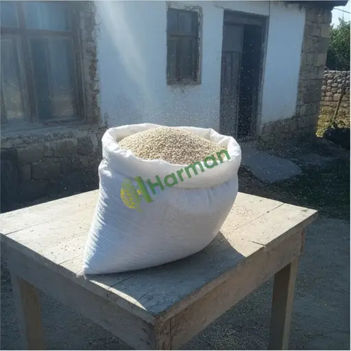 Yozgat Boğazlıyan Susam Aranan