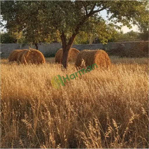 Yozgat Yerköy'de switch grass alınacak