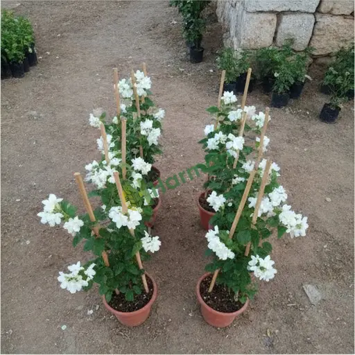 Boğazlıyan, Yozgat'ta yasemin satılık