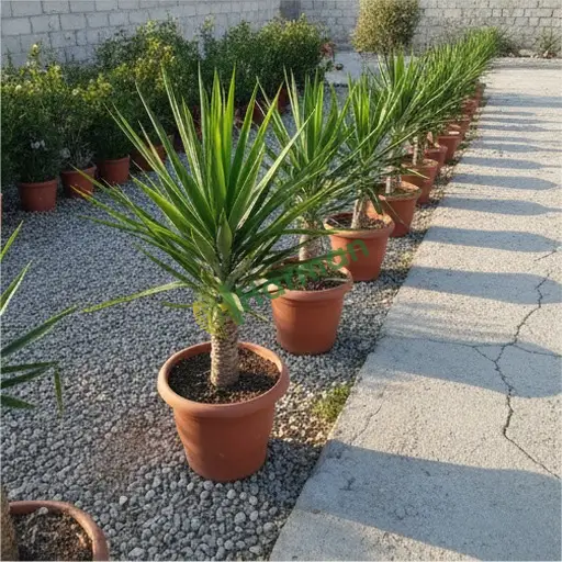 Kırıkkale Karakeçili'de yucca alıyorum