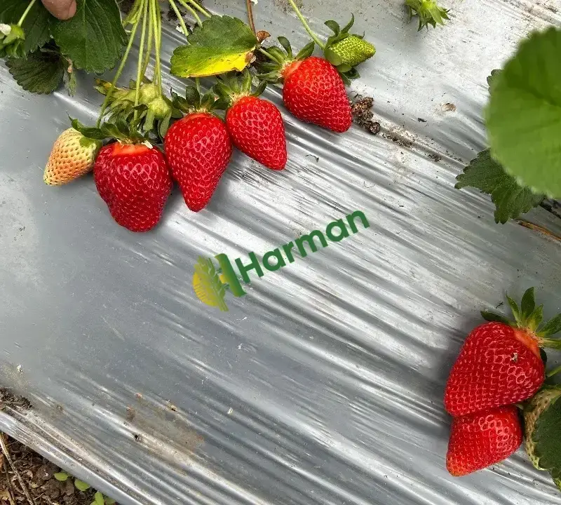 Yüksek Kalite Çilek