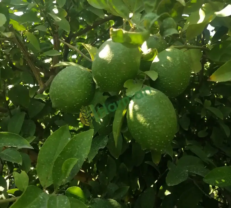 Limon hal fiyatı