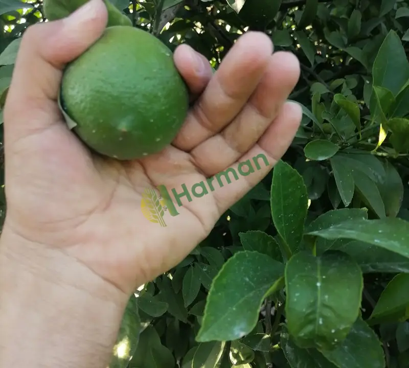 Yüreğir Adana Doğankent