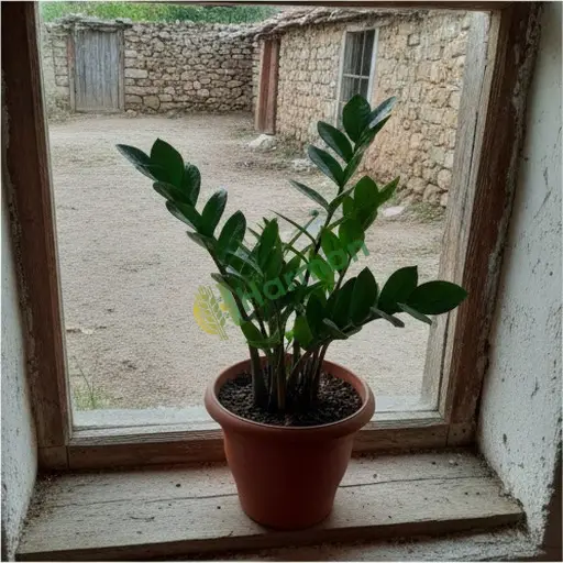 Şanlıurfa Suruç'ta Zamioculcas alanı