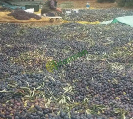 ZEYTİN 8 TON istediğin gün hasat