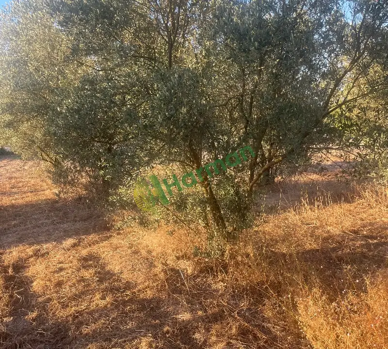 Zeytin ağacı 15 yaşında