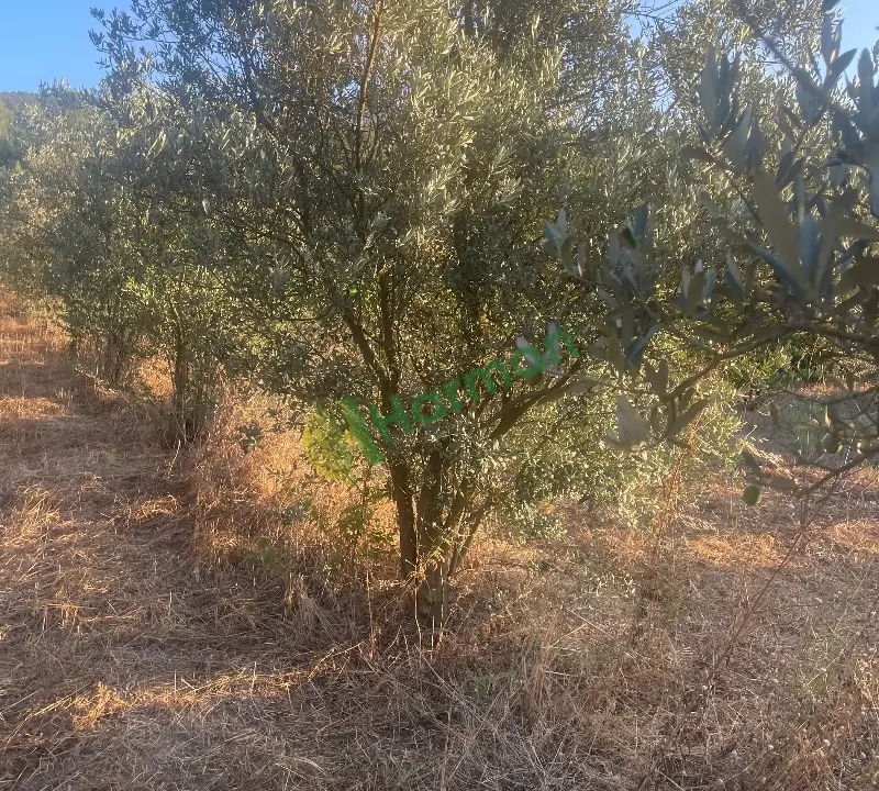 Zeytin ağacı 15 yaşında