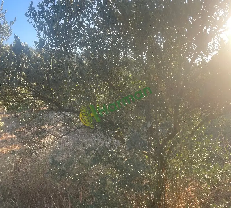 Zeytin ağacı 15 yaşında