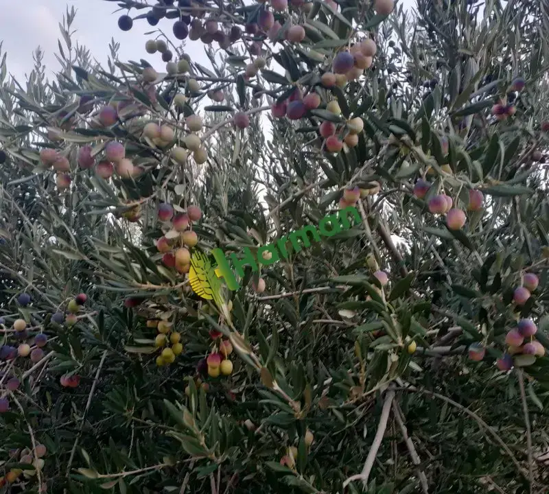 Zeytin Besni Adıyaman