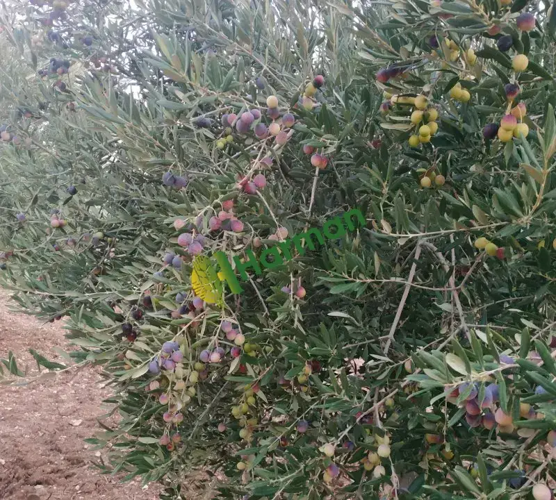 Zeytin Besni Adıyaman