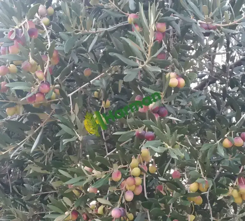 Zeytin Besni Adıyaman
