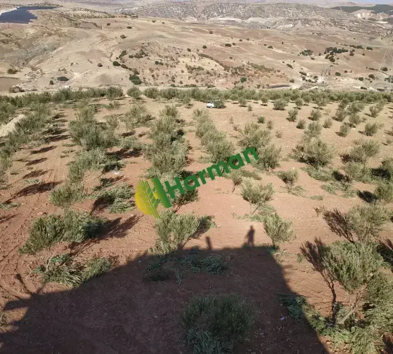 Zeytin Besni Adıyaman