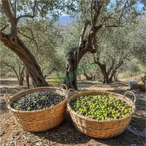 Aranan Zeytin - Aksaray Gülağaç